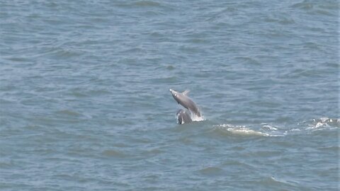 Epic animal fails: Dolphin leaps out of water right on top of swimming buddy