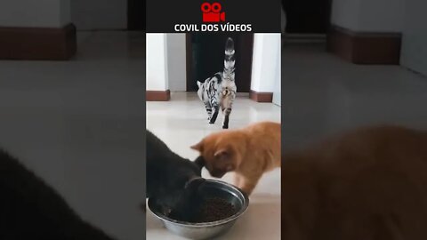 GATINHO MORRENDO DE FOME