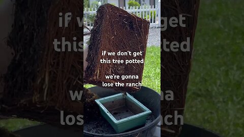 Losing the ranch #bonsai #ranch #nosleep