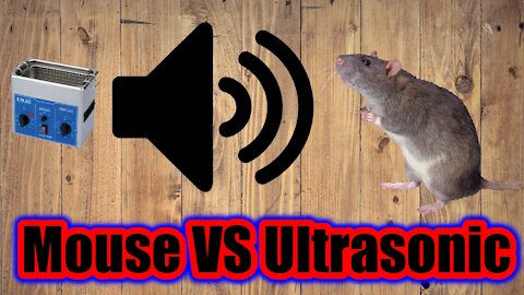 When The Mice VS Ultrasonic