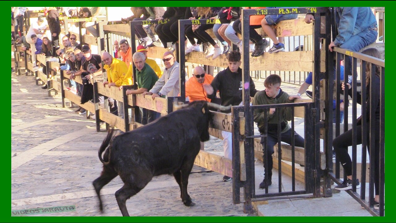 ÁGREDA ( SORIA ) MATINAL VACAS CALLE ( DOMINGO 1 OCTUBRE 2023 ) GANAD.EL RUISEÑOR