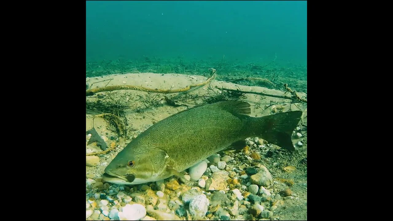 smallmouth bass bed