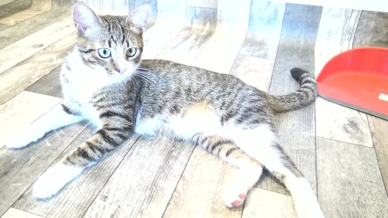 Kitten Watches Hooman Clean the House