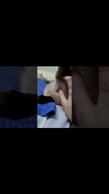 good loving #babykitty