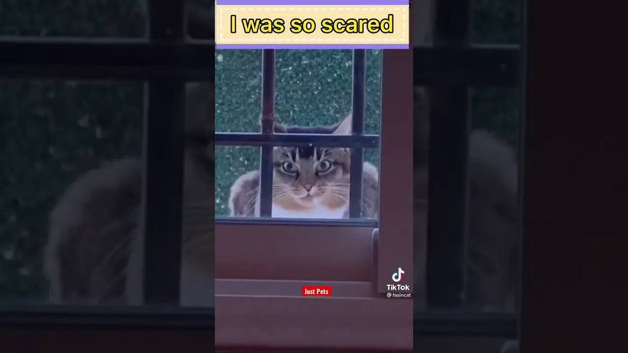 I see a scary cat #shorts funny animals videos 2021