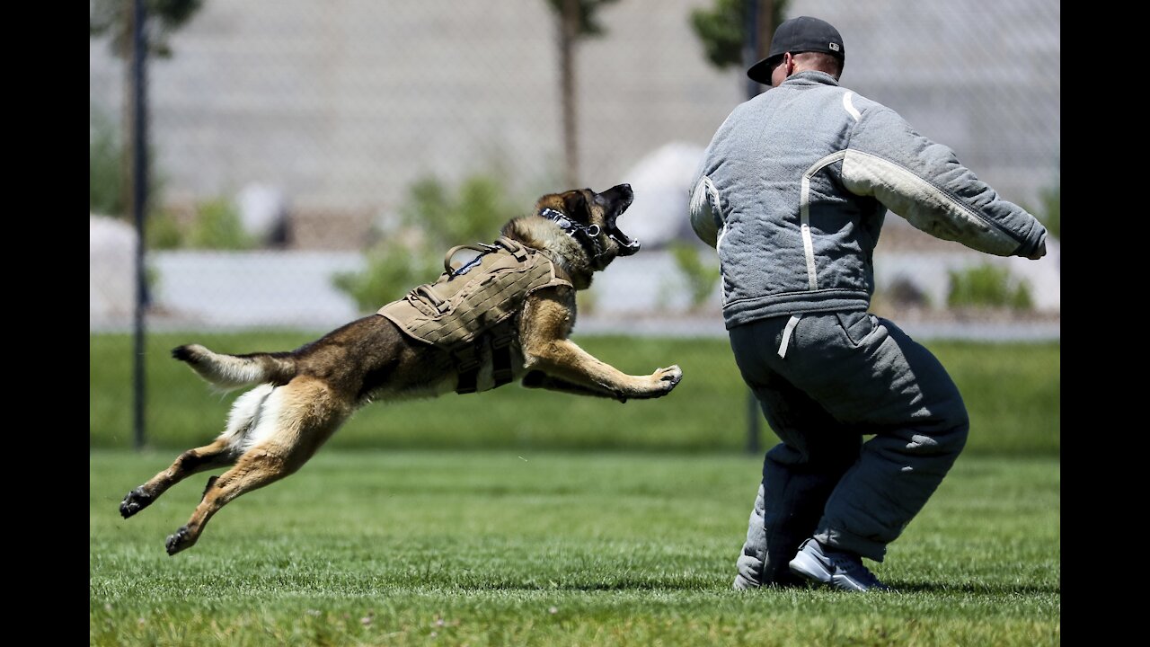 Guard Dog Puppy Training Step by Step!