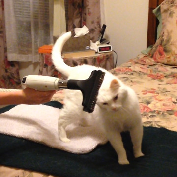 Weird Cat Loves A Vacuum Massage