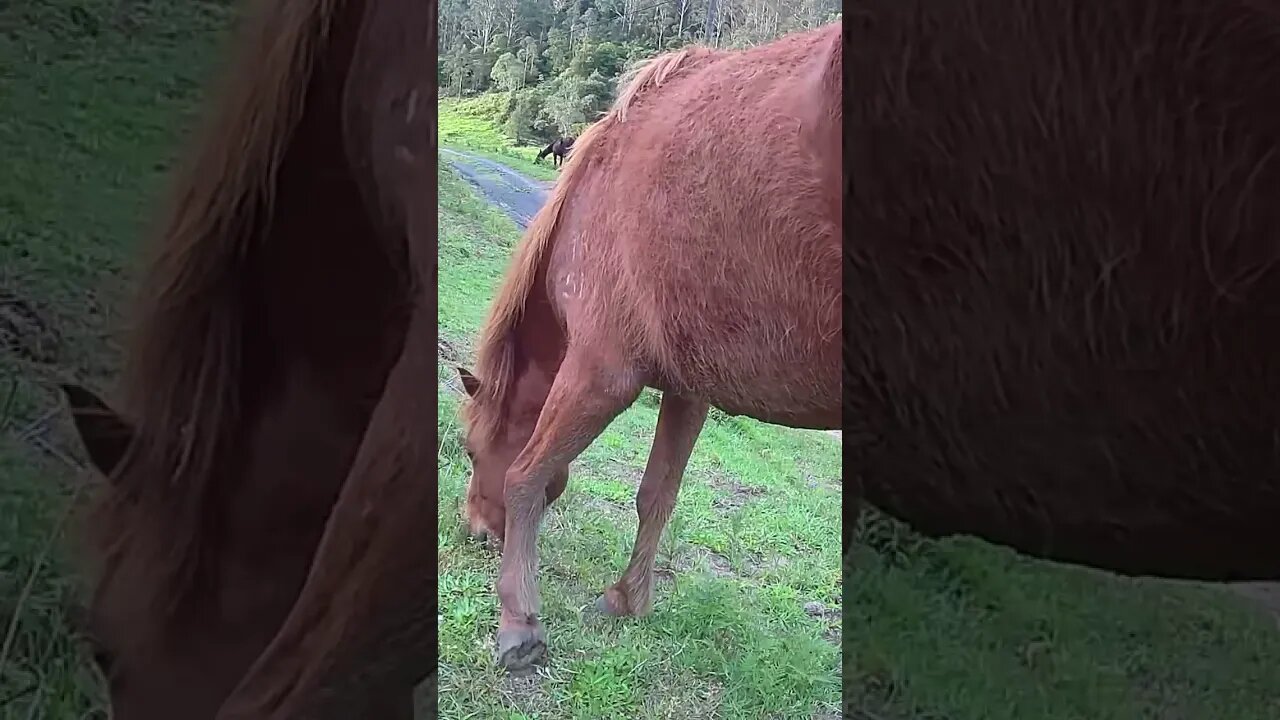 The secret lives of horses