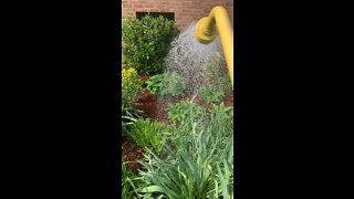 Watering the flowers