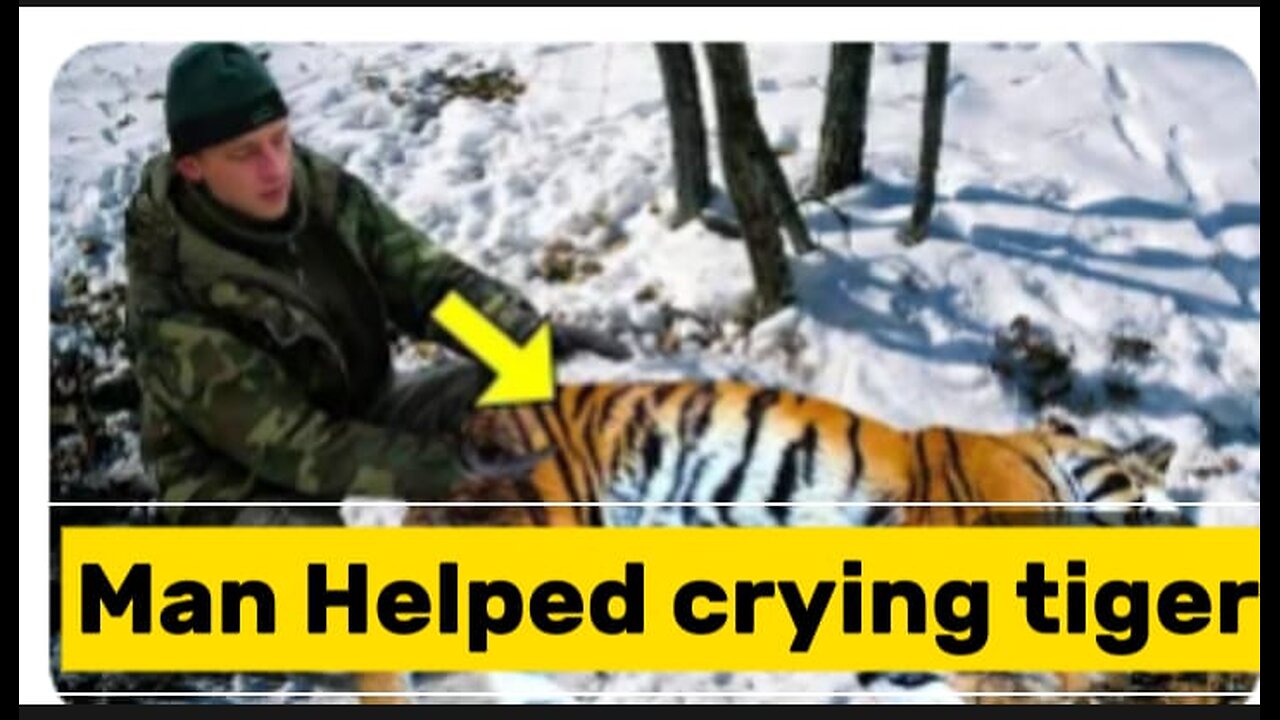 Man help criying tiger