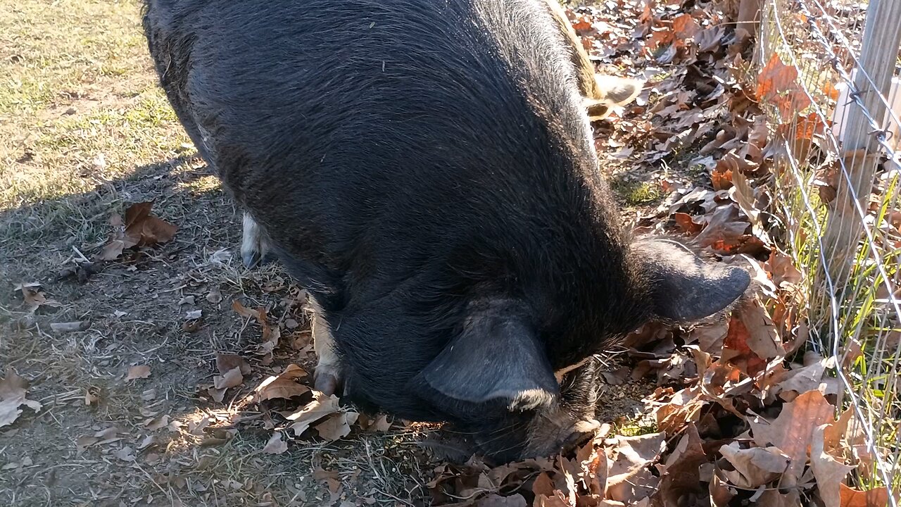 Fat Happy Kunekune Pigs