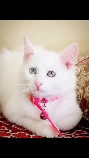 They are soo cute😘🥰😍 Cats ♥ Best Funny Cat Videos 2021