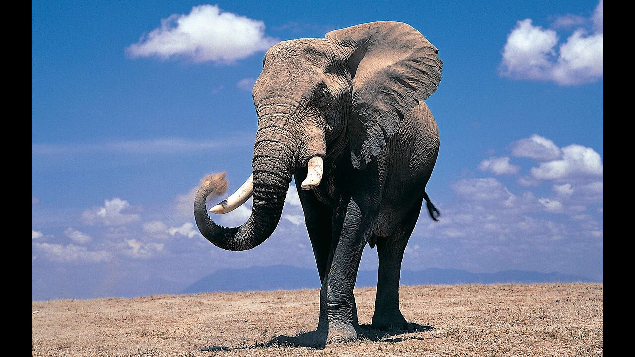 From Evolutionist To Creationist - Walter J Veith