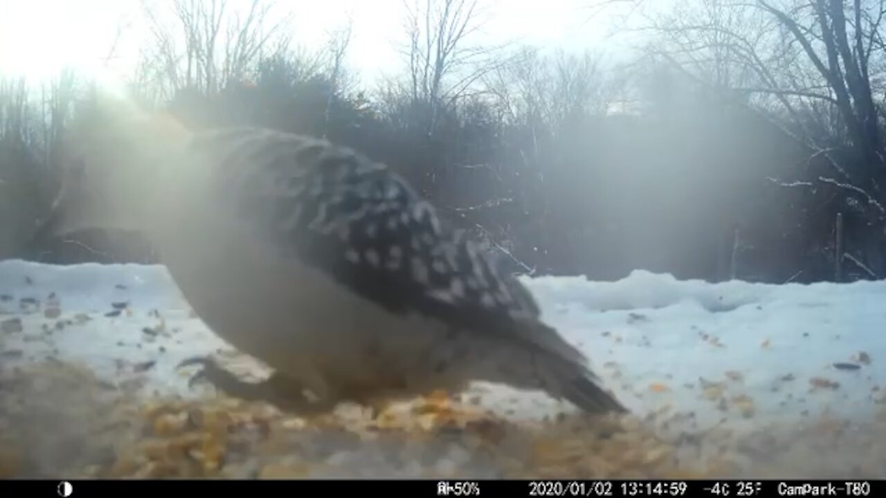 Female Red Bellied Woodpecker