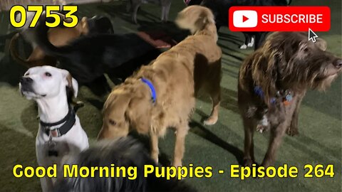 [0753] GOOD MORNING PUPPIES - EPISODE 264 [#dogs #doggos #doggies #puppies #dogdaycare]