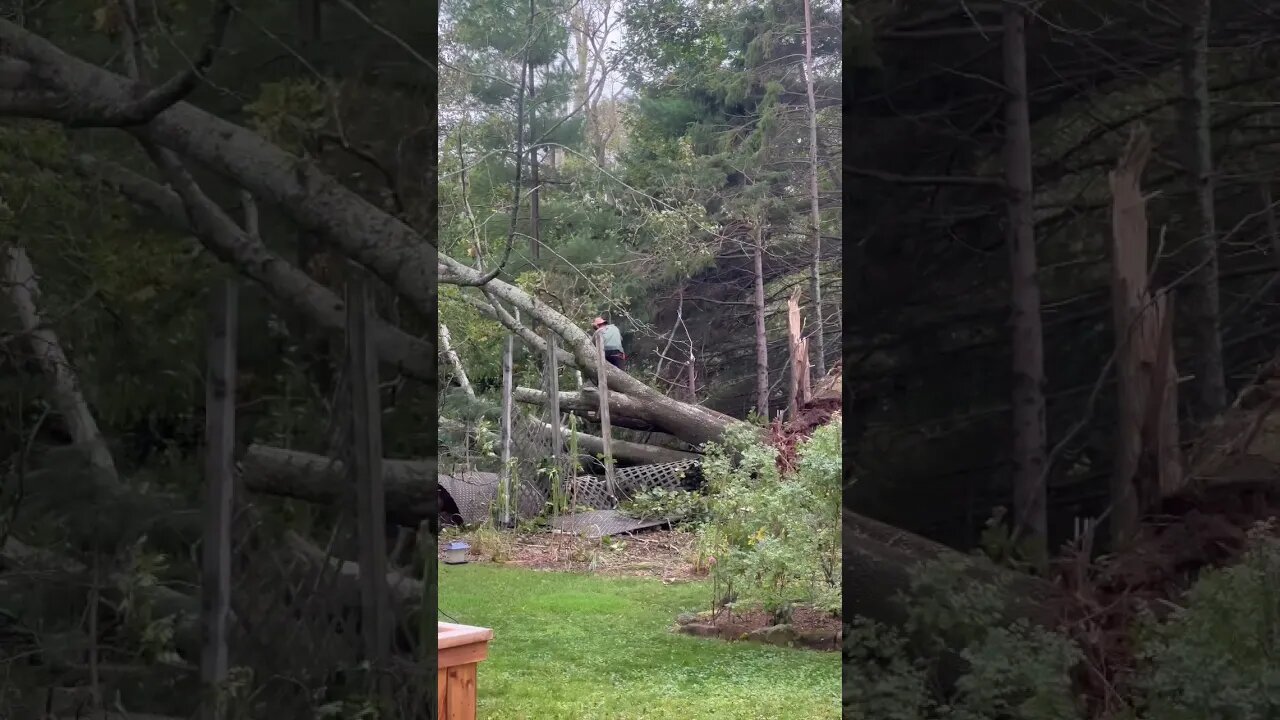 Chainsaw on a Tree after Hurricane Fiona