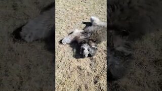 Ares Jack Russell and Bernese doodle had a Happy play