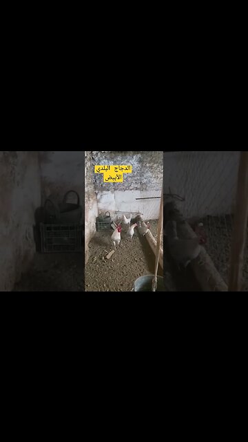 الدجاج البلدي الأبيض كيوت روعة مرحبا