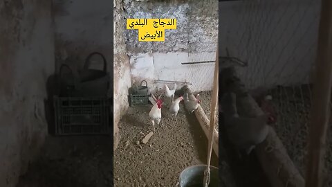 الدجاج البلدي الأبيض كيوت روعة مرحبا