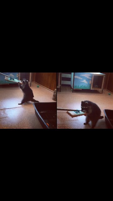 Raccoon and mop