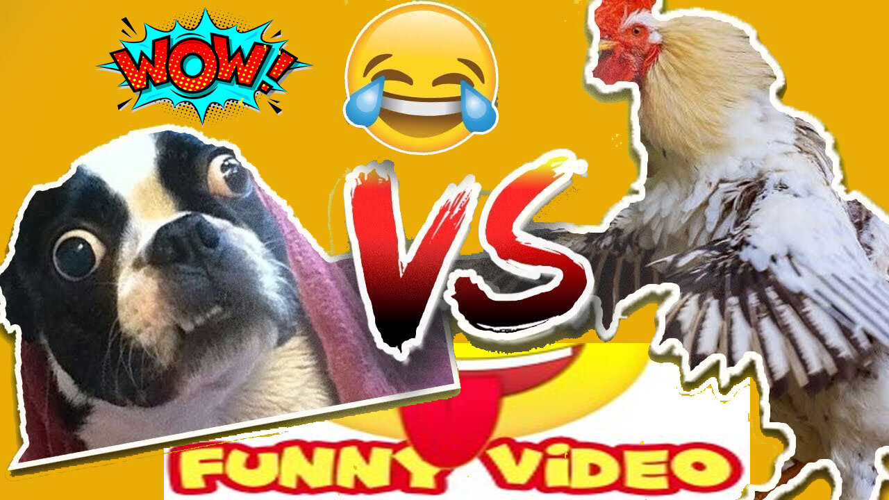 Chicken VS Dog Fight - Funny Dog Fight Videos