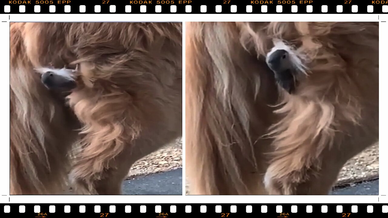 Unprecedented! Bird Makes A Very Warm Nest In A Dog's Butt !!! kkkkk…