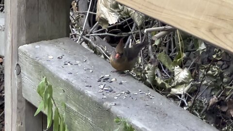 James Gardens wildlife