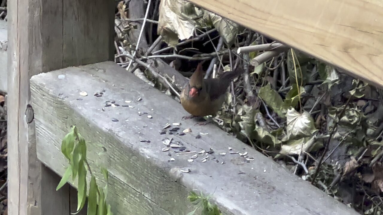 James Gardens wildlife