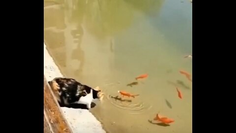 Watch A Black Cat Catching A Fish From A Pool With Lightning Speed | Cat Video