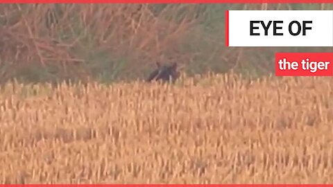 Couple claim to have spotted a large wild cat, known locally as the Fen Tiger in Suffolk