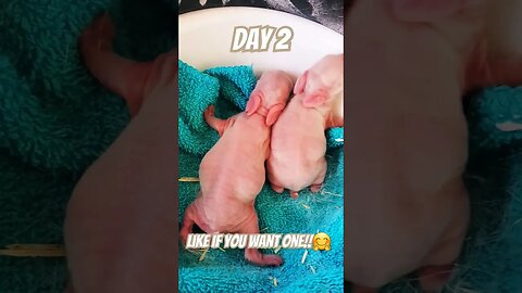 Thumper Life Day 2! #viral #share #cute #homesteading #rabbit #baby #like #fallow