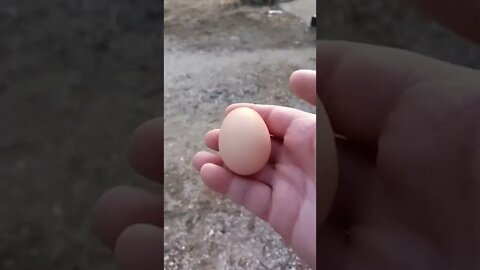 one cold egg