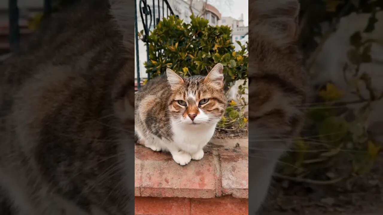 cat funny video || funny video || cat attutude video