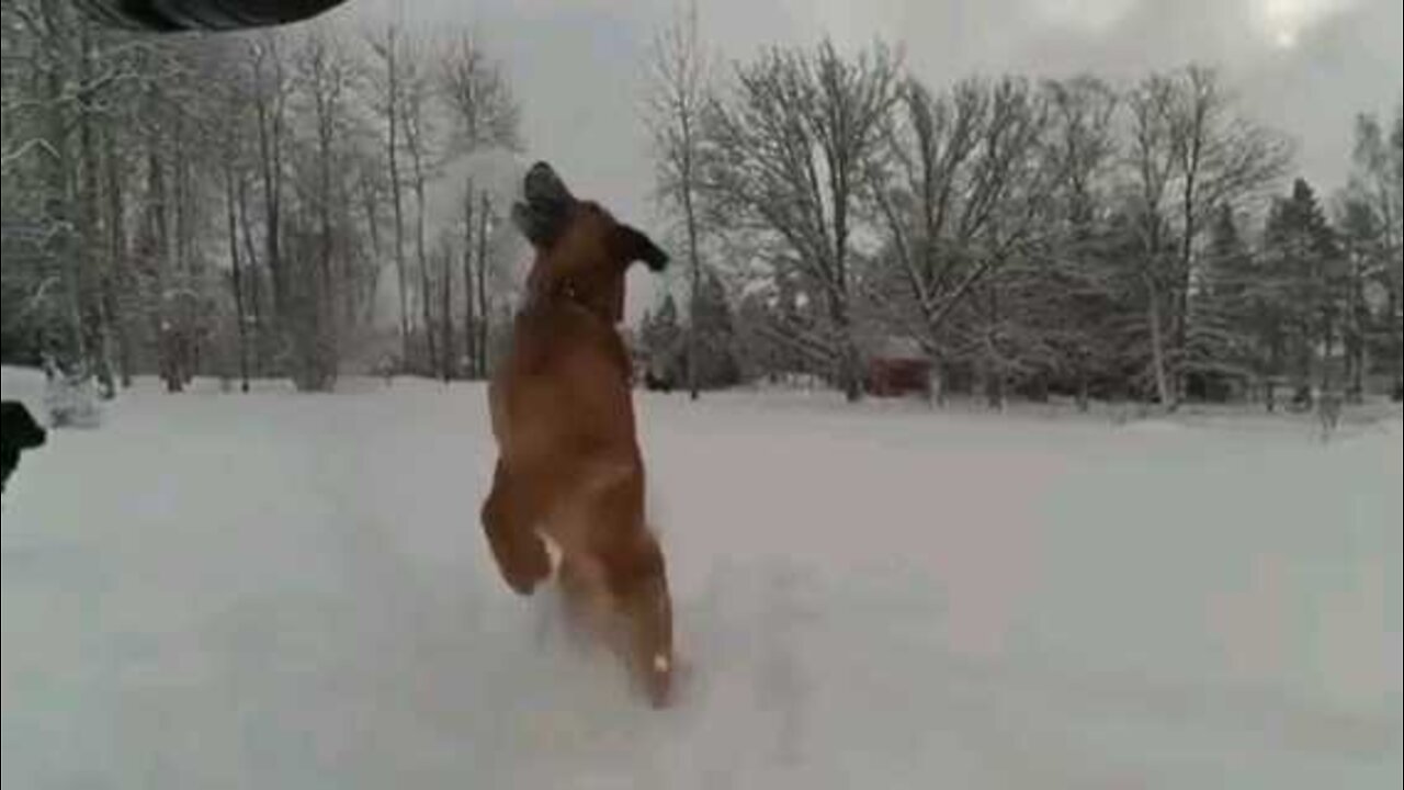 This Dog Loves Snow TikTok Trend - DAILY 🐶 ANIMALS 😻