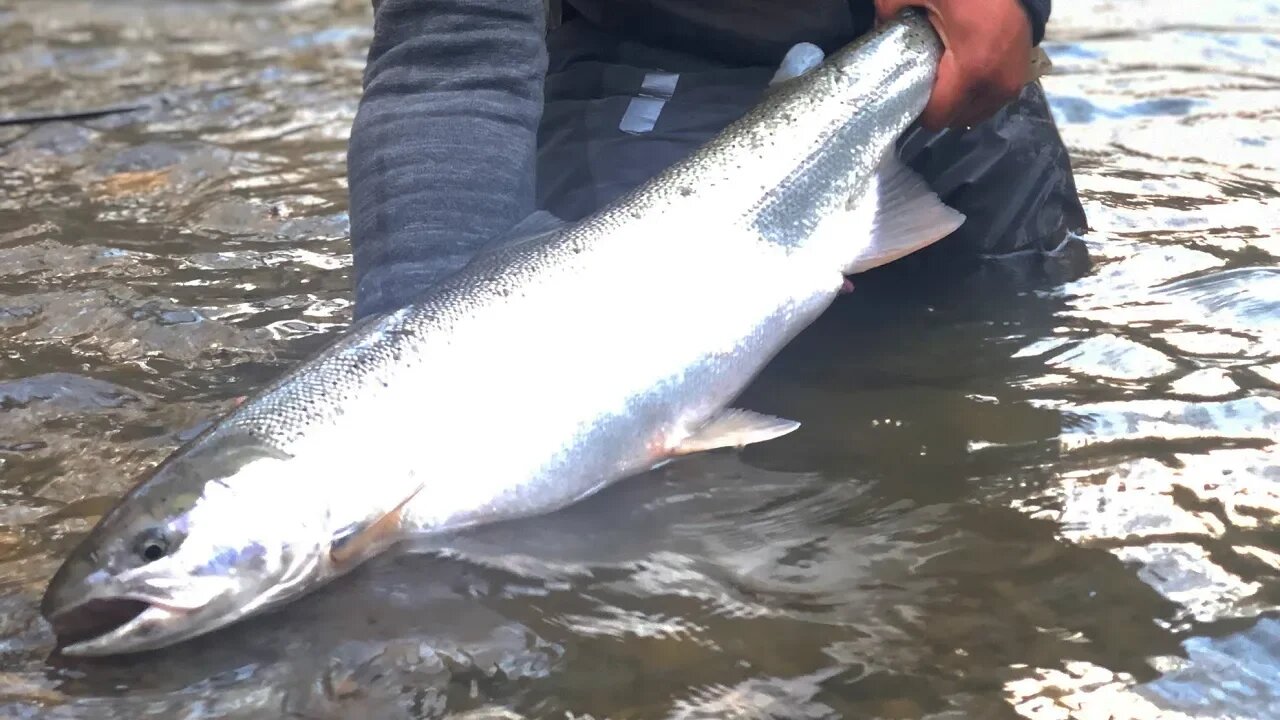 Late Winter Steelhead Fishing In The SNOW! | Addicted Life Ep. #31