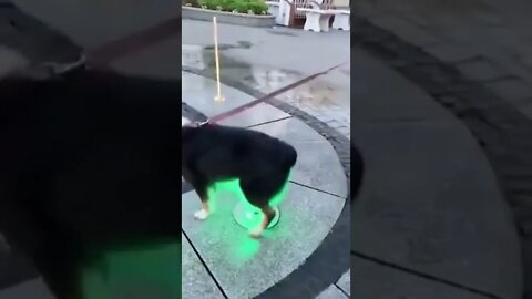 😂 #shorts #shortsvideo #fyp #dog #funny