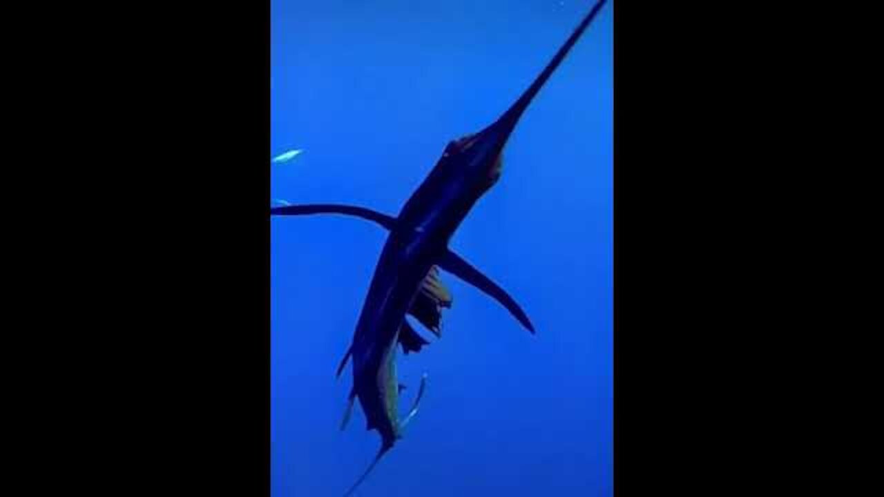 super fish on deep sea