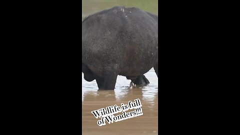 Wildlife is full of Wonders!!!