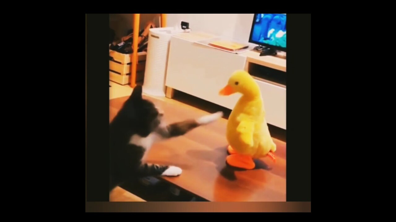 Cute and funny compilation .animal reaction to toys