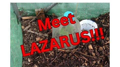 On the plot - polytunnel, Lazarus and finding something sinister!