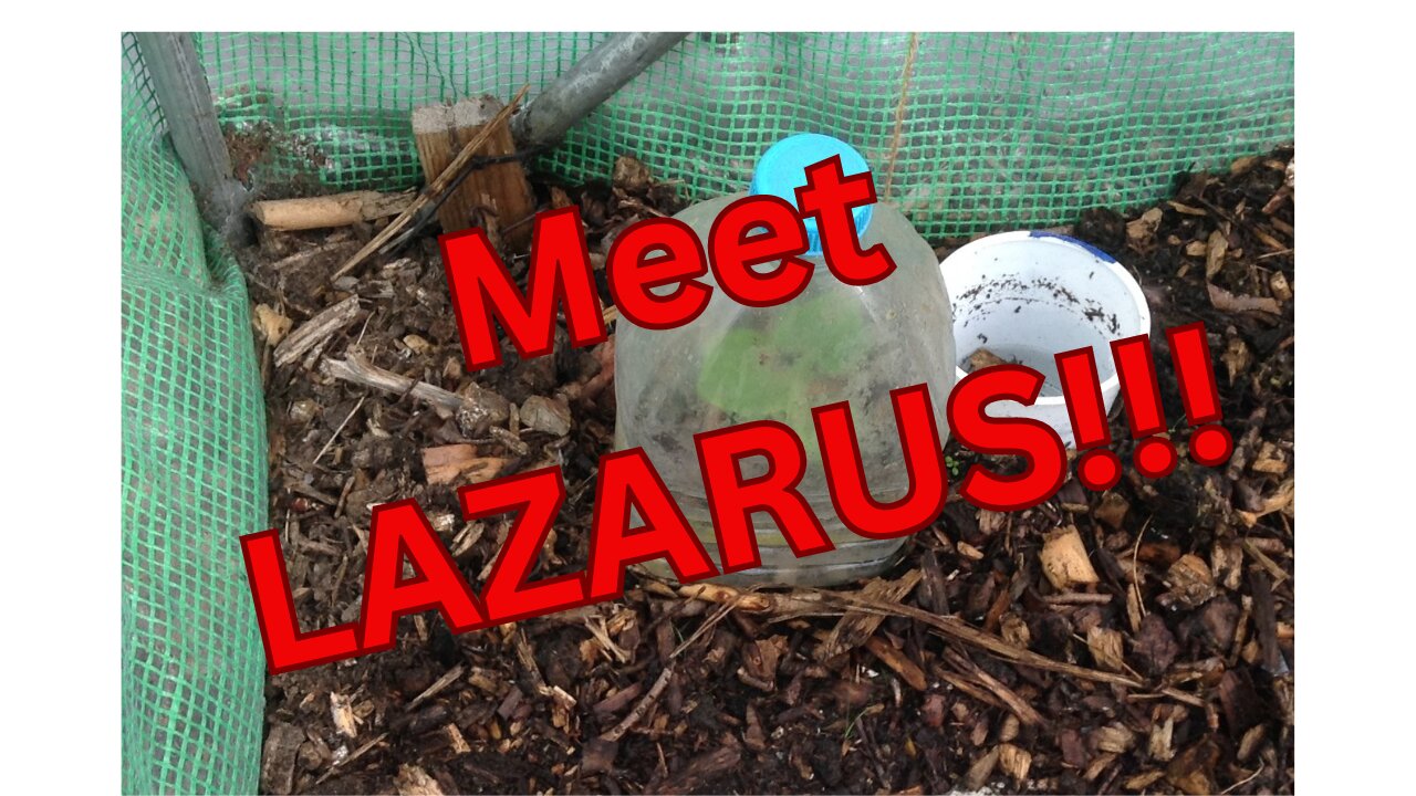 On the plot - polytunnel, Lazarus and finding something sinister!