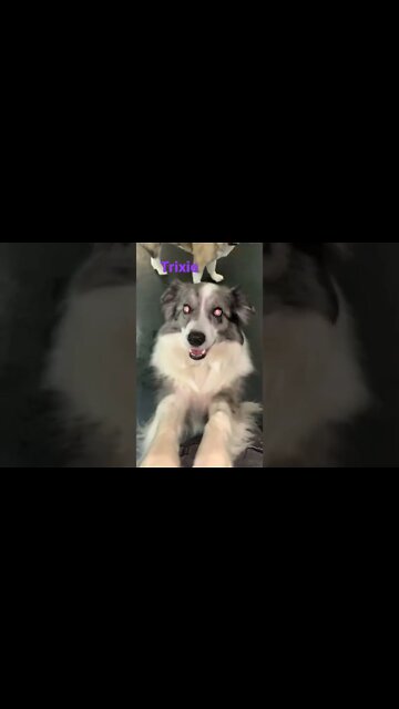 [Shorts 0093] TRIXIE [#dogs #doggos #doggies #puppies #dogdaycare]