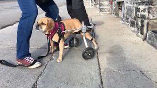 Cagnolino paraplegico usa la sedia a rotelle per la prima volta!