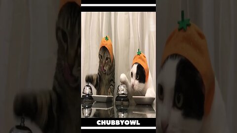You Laugh You Restart II Newest Funny Animal Shorts of 2023 5 #shorts #funny #cat #dog #pets