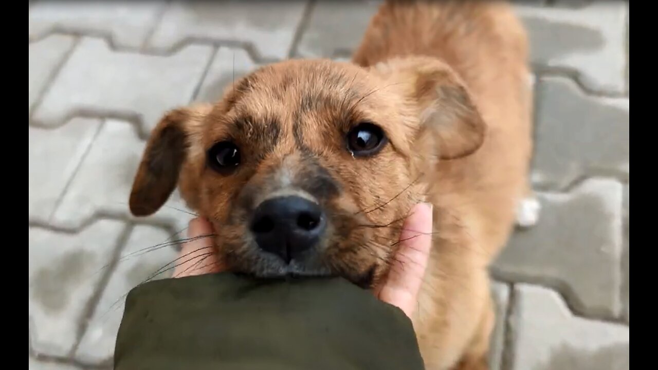 Abandoned Puppy Followed Us Home And We Let Him In