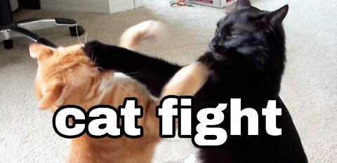 cat fights 2