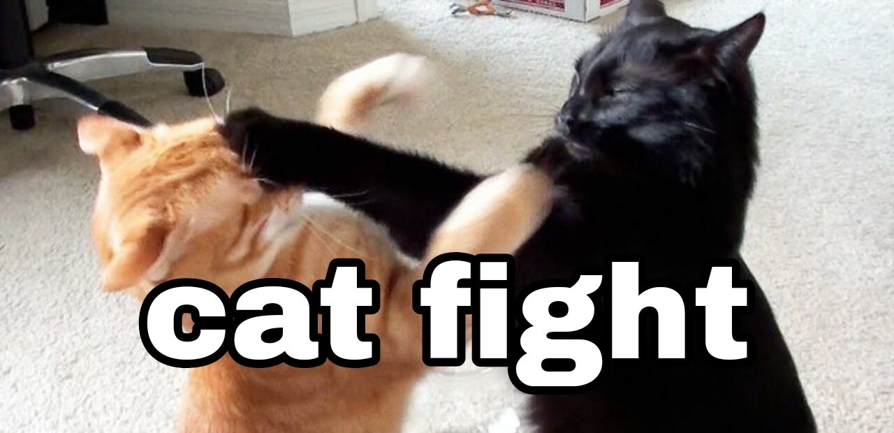 cat fights 2
