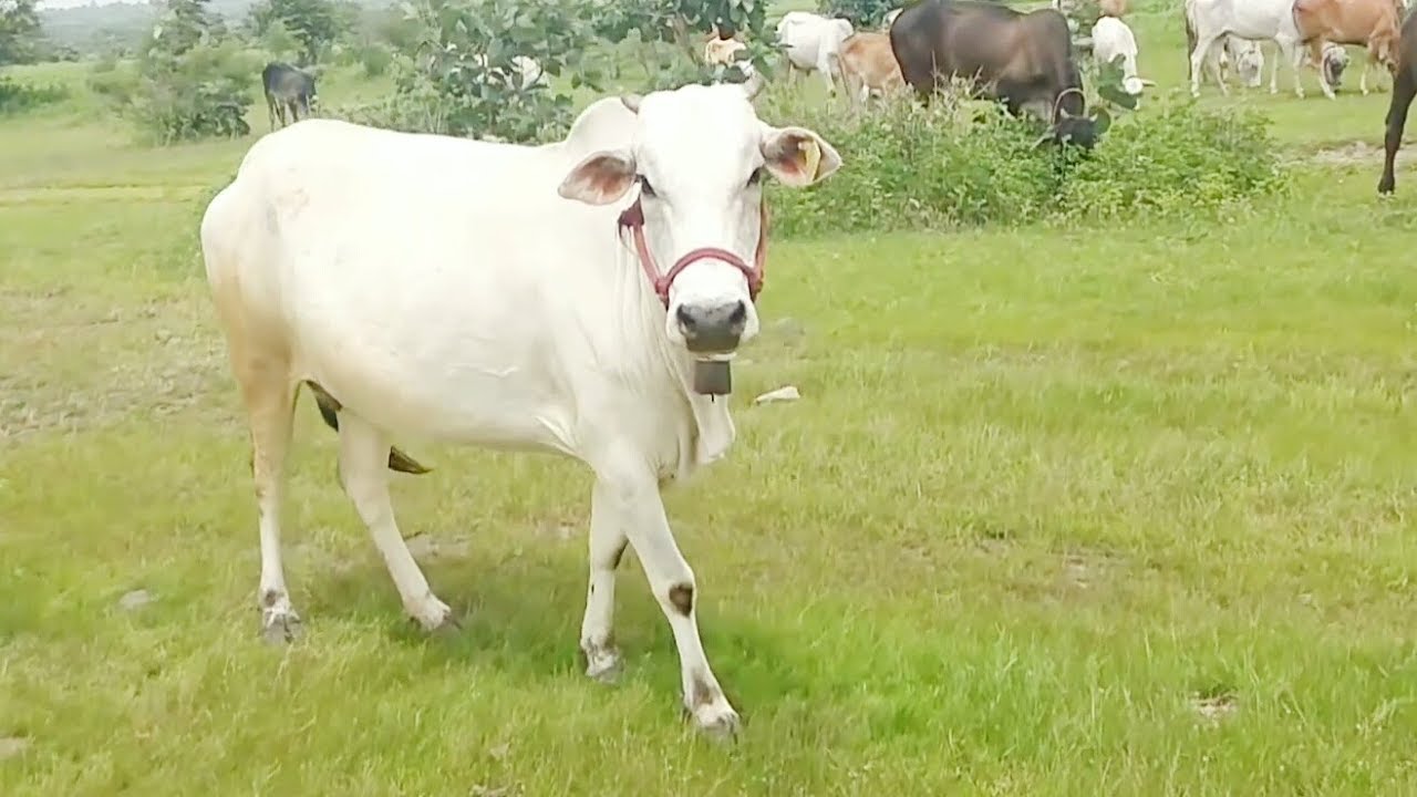 Cow Video For Children | Cow Video for Kids and Parents | Learn Cow Sounds