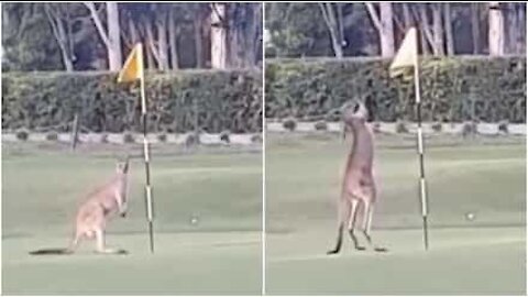 Un canguro innamorato di una bandiera da golf!