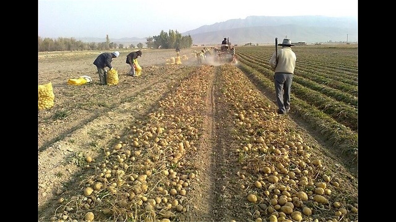 Harvesting and packaging of potatoes in Jiroft